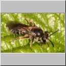 Andrena minutula - Sandbiene w05 7mm.jpg